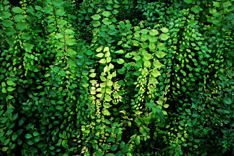 green color, tranquility, green, leaf, ivy, roadside, wall of leaves, foliage, lush foliage, growth, plants, clover, abundance, freshness, no people, day