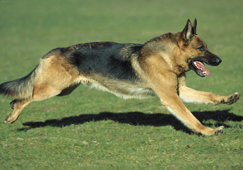alertness, lawn, no people, pets, protection, hound, dog, vertebrate, outdoors, animal themes, animal, domestic Animals, mouth open, field, looking, shepherd