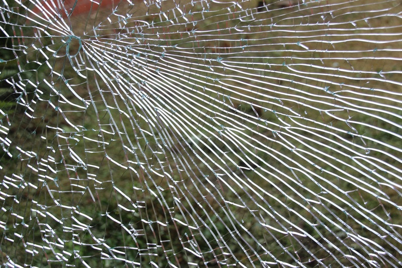 5K, animal wildlife, impact, splitter, water, backgrounds, full frame, glass breakage, complexity, defect, glass, cracks, pattern, torn, marine, textured