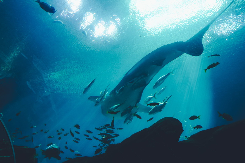 atlanta, low angle view, whale, vertebrate, outdoors, aquatic, marine, 4K, underwater diving, atlanta aquarium, animal, sport, diving suit, animals in the wild