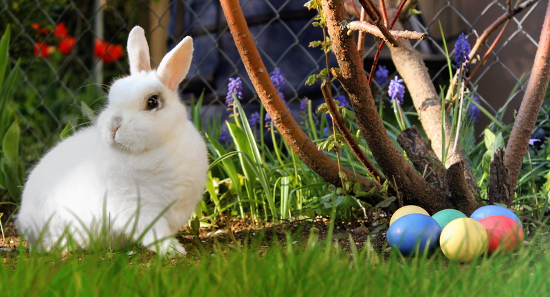 day, easter eggs, eggs, rabbit - Animal, rabbit, meadow, egg, domestic animals, mammal, cute, hare, small, easter nest, nature, grass, celebration, color