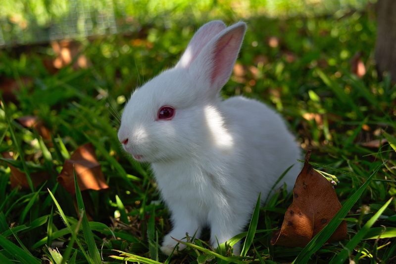 bunny, whisker, soft, ears, mammal, spring, animal, land, easter, baby, little, animals in the wild, 5K, holiday, rabbit - animal, animal themes, white