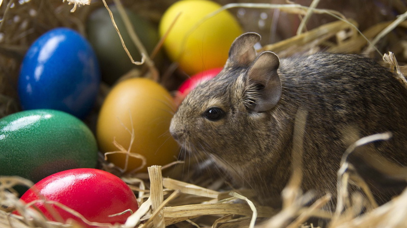 animal, no people, decoration, one animal, drawing, rabbit - animal, domestic animals, art, celebration, pink, animal head, easter, easter egg, pets, close-up