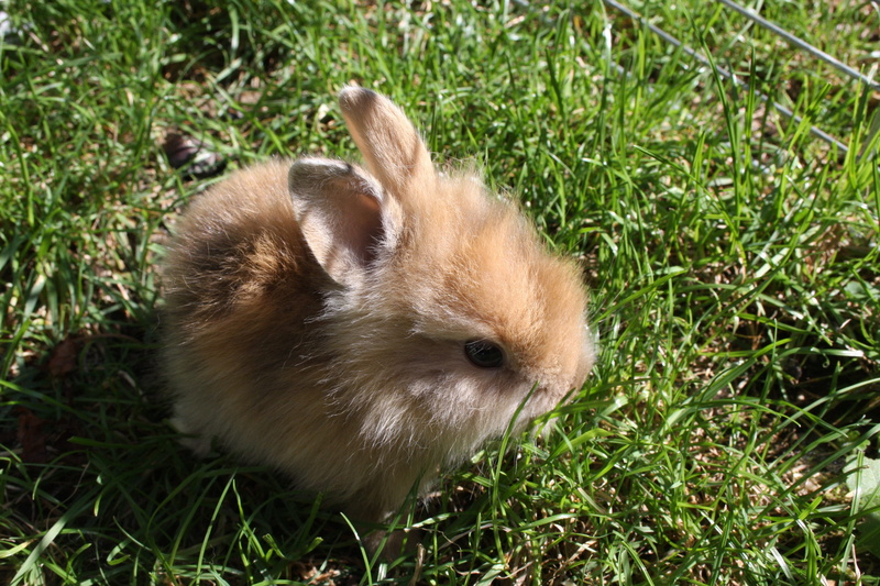 summer, Error, animals in the wild, no people, plant, grass, garden, pets, green color, young Animal, rabbit - Animal, animal themes, fluffy, meadow, land