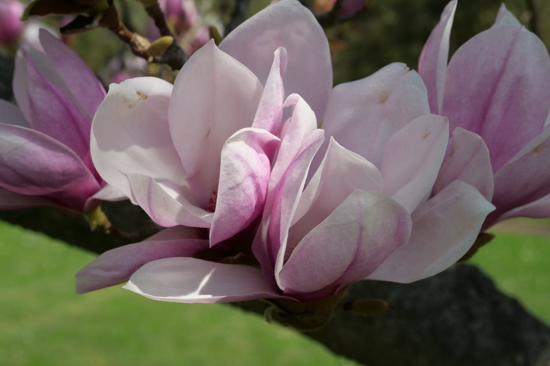 petals, purple, petal, botany, pollen, fragility, ornamental, day, flower, pink, park, freshness, yolandas-magnolia, flowers, flower head, flowering plant