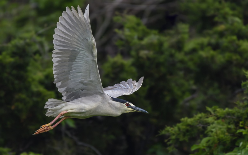 crowned, focus on foreground, animals in the wild, mouth open, spread wings, flight, mid-air, 2K, one animal, night, hd, vertebrate, animal wildlife, animal