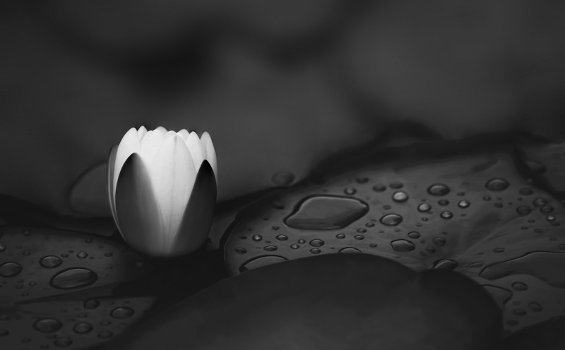 LilyPads, Black and White, wet, no people, Sofiero, Water, petal, fragility, waterlily, Sweden, lily, Flower, grayscale, photo, Black, selective focus