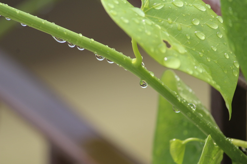 blade of grass, dew, drop, tinospora, 5K, plant, giloy, rain, nature, tinospora cordifolia, day, purity, freshness, wet, plant part, no people, green color