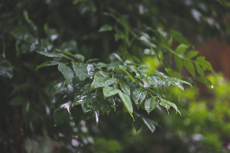 melting, raindrop, plant part, wet, day, drop, drops, no people, water, nature, dew, leaves, green, winter, tranquility, rainy season, 5K, selective focus