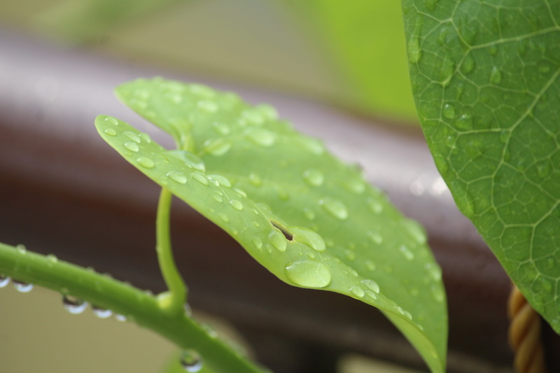 green color, plant part, purity, beauty in nature, tinospora, freshness, food, nature, plant, terrace, day, outdoors, dew, tinospora cordifolia, raindrop