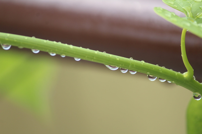 dew, rainy day, water, selective focus, day, rain, raindrop, beauty in nature, tinospora cordifolia, giloy, plant part, no people, macro, wet, close-up
