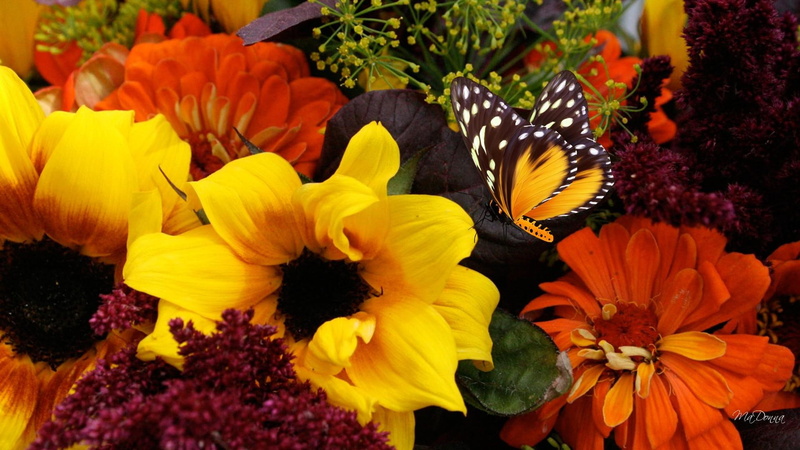 verdure, mums, bouquet, leafage, 1080P, papillon, dahlia, butterfly, flowers, sunflow, bright, orange, fall