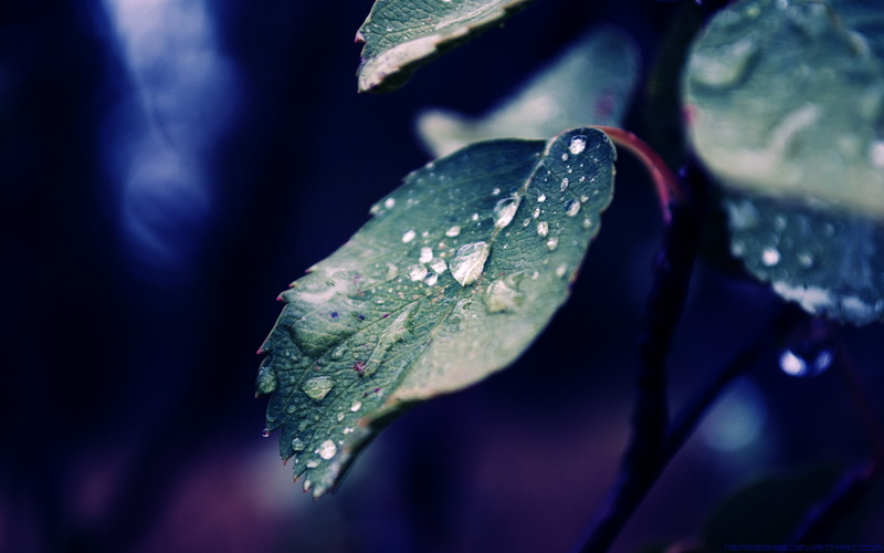 water drops, rain, fall, macro, leaf, 2K