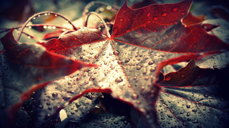 leaf, 1080P, fall, red, water, lonely, rain, autumn, 3d and abstract