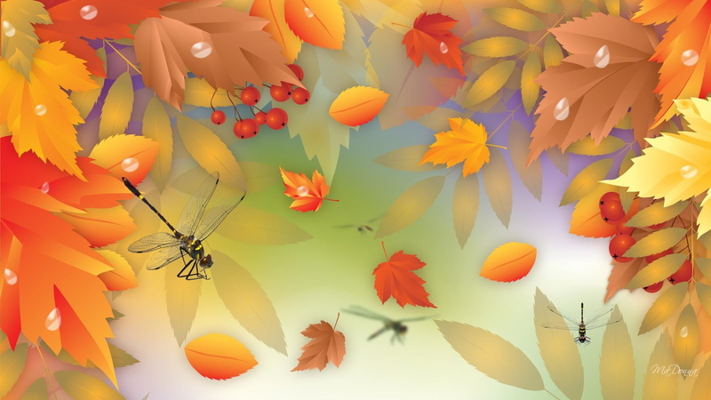 light, mapple, dew drops, 1080P, leaves, fall, colorful, autumn, mountain ash, rain, bliss, maple, dragonflies, five