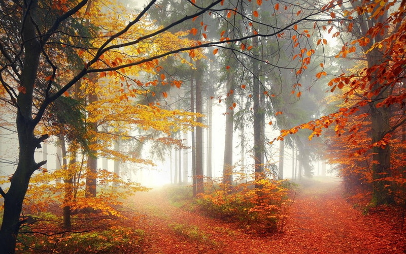 forest, trees, mist, leaves, path, fall, 480P, nature
