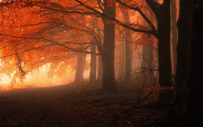 trees, fall, leaves, nature, mist, 480P, forest, red, calm, landscape
