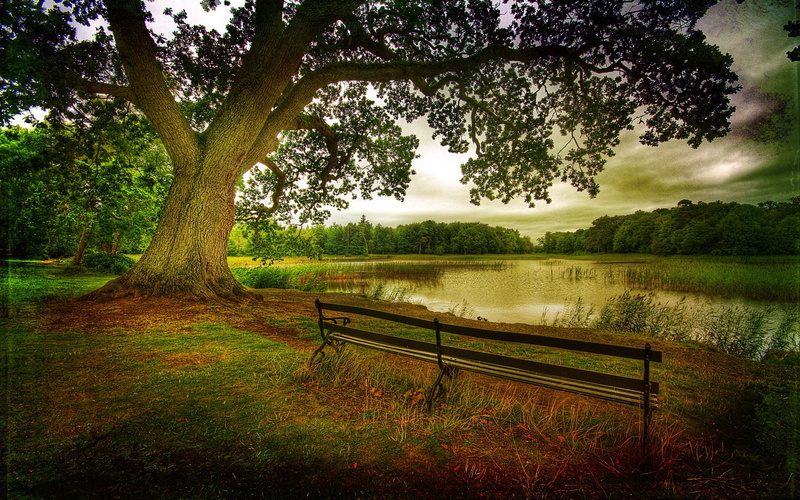 Nature, Landscape, Lake, Forest, Autumn, Trees, Benches, 1080P