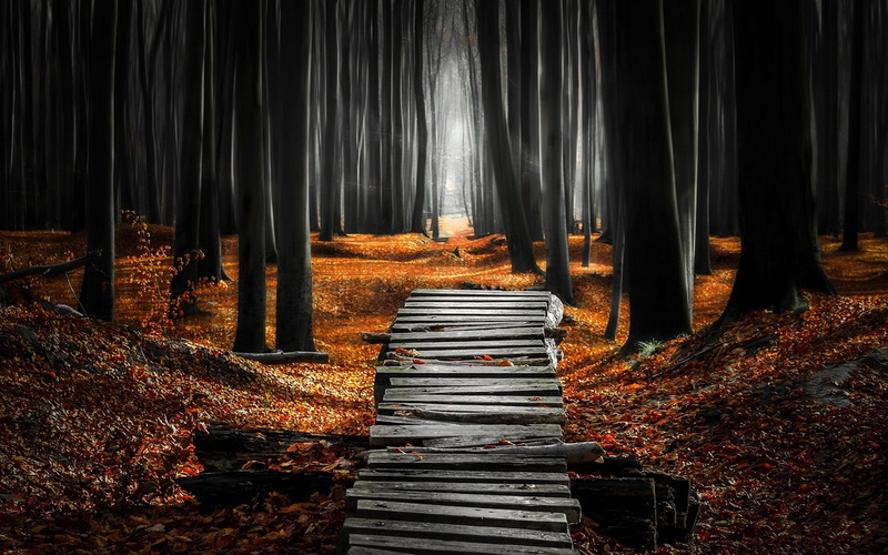 fall, poster, path, 720P, landscape, nature, orange, leaves, gray, morning, mist, forest
