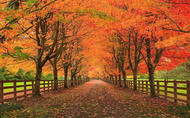 leaves, trees, wooden fence, nature, wooden, fence, road, fall, landscape, 720P, grass