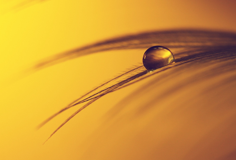 closeup photography, NEAL, leaf, DARK, 500D, nature, 4K, closeup, photography, MACRO, DROP, FEATHER, GOLD, SCOTLAND, close-up, SHINY, brown, LIGHT, dew
