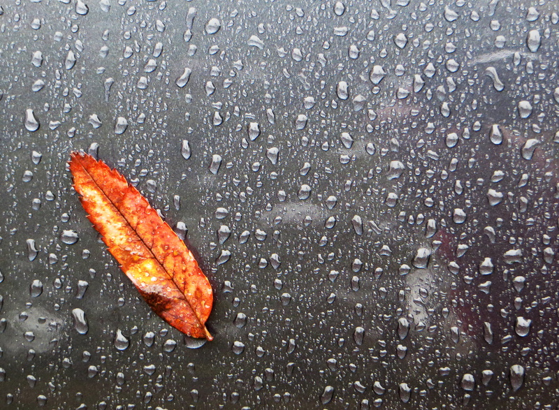 wet, Ford Focus, backgrounds, 2K, raindrop, droplets, drop, close-up, Höst, Explored, orange, Minimalistic, Leaf, autumn, season, weather, nature, rain