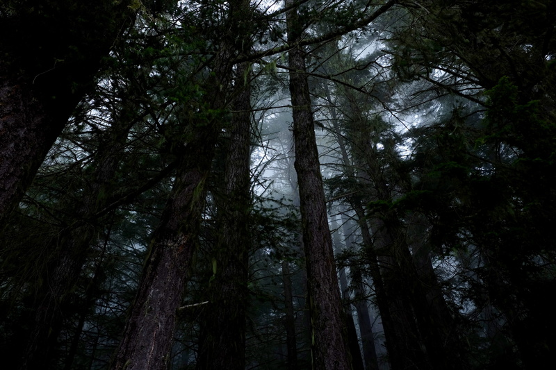 day, trees, tranquility, woods, trunk, low angle view, nature, beauty in nature, olympic national parc, 4K, hurricane ridge ski area, pacific northwest