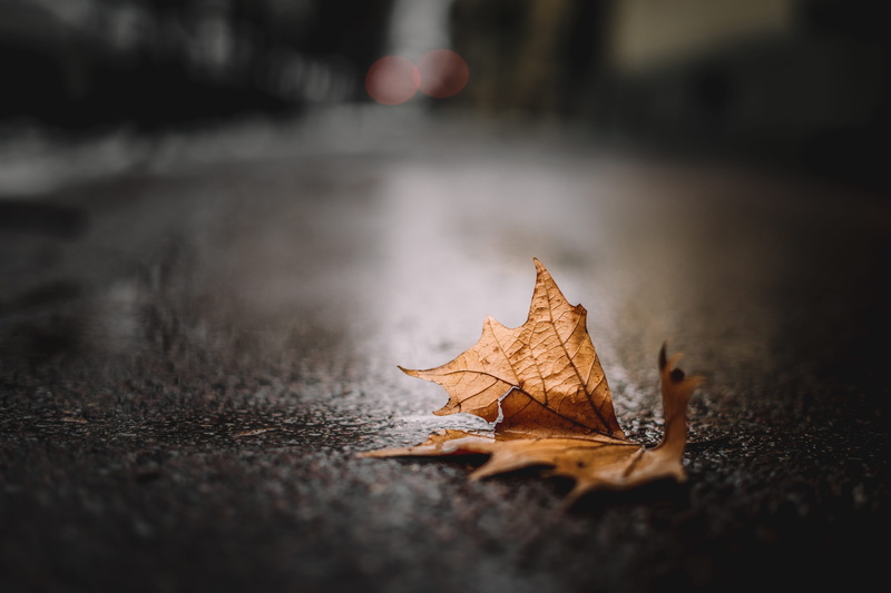 plant part, winter, selective focus, single object, fall, no people, asphalt, nature, falling, maple leaf, change, 5K, photo, outdoors, fragility, vulnerability