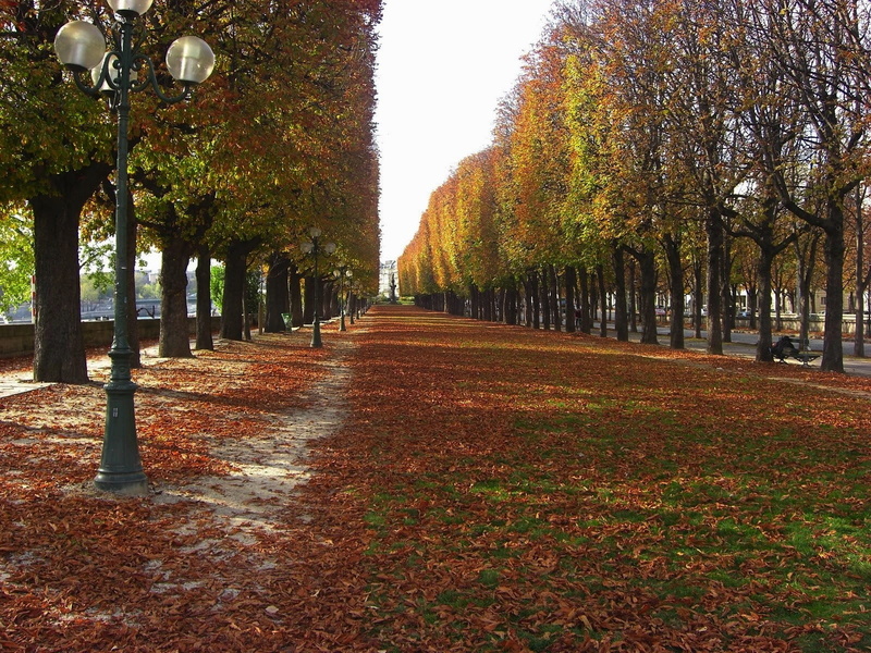 Paris, outside, park, cities, tranquility, Autumn, cemetery, pathway, direction, street, Trees, treelined, scenic, colorful, daytime, urban, fall, diminishing perspective