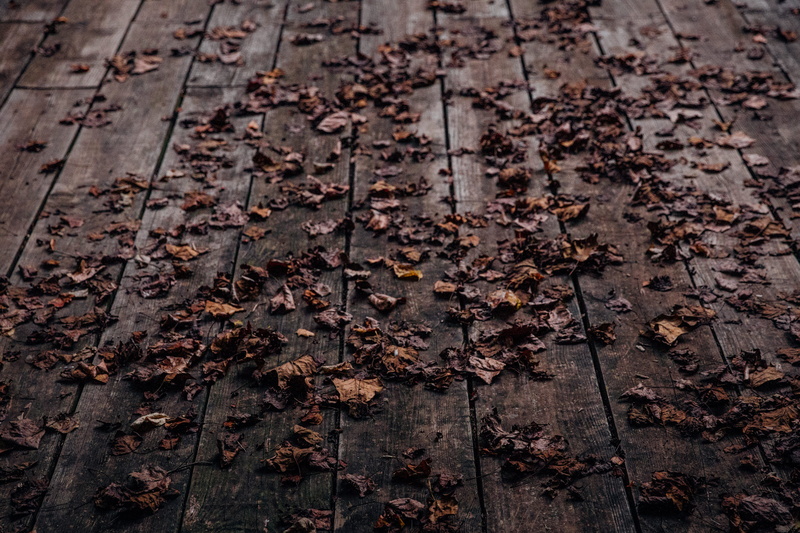 plant, dry, wood, wooden, fragility, rough, board, close-up, full frame, wood plank, textured, 4K, timber, high angle view, autumn, brown, floor, leaves