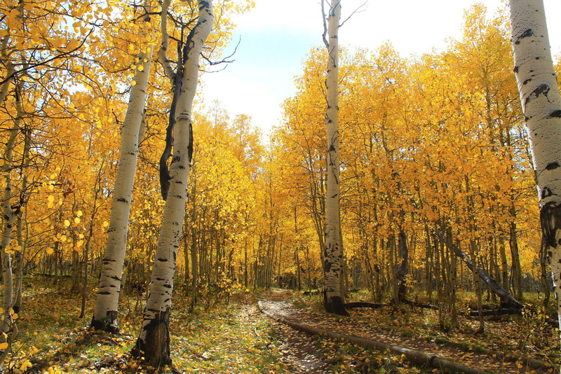 scenics - nature, trees, no People, scenics, leaves, color Image, tranquility, autumn, land, landscape, day, road, vibrant Color, growth, nature, yellow