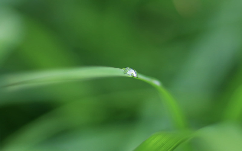 Have you ever, light?  green, Green  Light, leaf, green, 720P, dof, Summer  Rain, Canon  eos  Rebel  T5i, green leaves, Nature, Macro, Plant, Depth of field