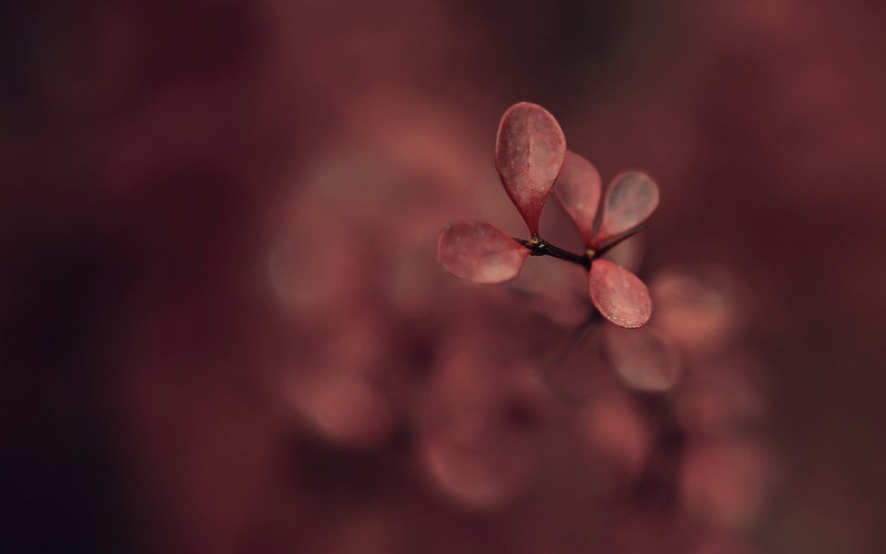 Life, Light  Pink, Red, Nature, Plant, Blush, oval, close-up, closeup photography, 720P, DSRL, Rebel, Yellow, Vampire, photography, 700d, Fall, leaf, dof
