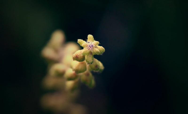 Montreal, Plant, Puppet, Nature, selective, yellow, 700d, Rebel, Macro, close-up, Dusk, Life, photography, Philosophy, Garden, selective-focus, focus, dof