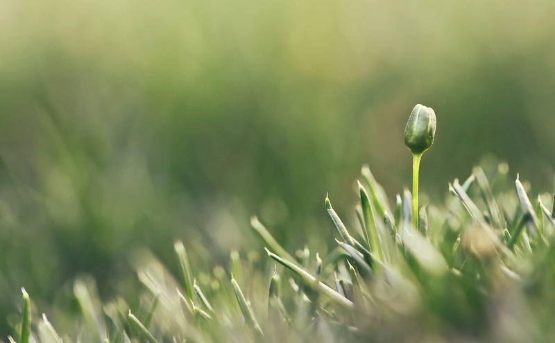 Flower, growth, Macro, green, springtime, Minuscule, Fall, Life, Autumn, Depth of field, dew, Sunset, Rhythm, Quebec, Montreal, closeup, Canon  eos  Rebel  T5i