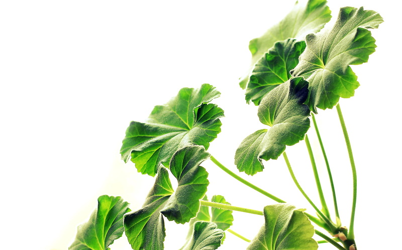 White, DSRL, Montreal, Close up, Garden, organic, Serenity, Canon  eos  Rebel  t5i, freshness, vegetable, green Color, Light, leaf, Geranium, photography