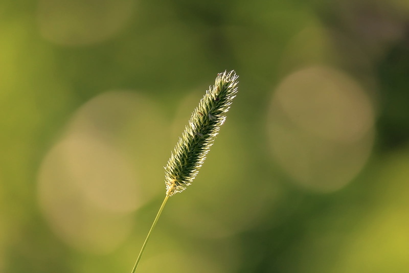 Composition, Have you ever, Plant, Macro, Flower, Nature, Detail, DSRL, close-up, brown, Green  Light, Rebel, Minimal, dof, Flora, Summer, Montreal, to the light