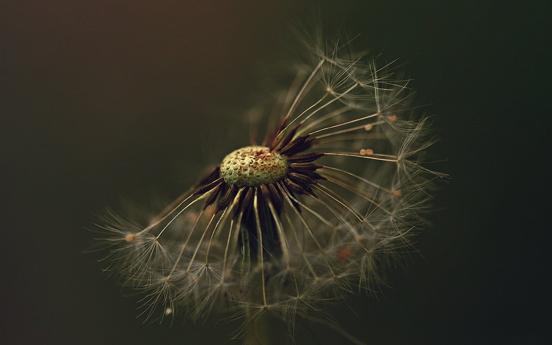 Seeds, 720P, white, Canon  eos, Montreal, Nature, 700d, seed, Focus, Dandelion, Details, crescent, Sunset, DSRL, Autumn, Rebel, Life, Flower, Waning, Dusk