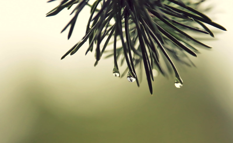 Spruce, Water, 700d, Plant, Garden, Tree, Rebel, Abstract, black, Seven minutes, 720P, Nature, DSRL, Needles, Country, Canon  eos, Green, Weather, after the rain
