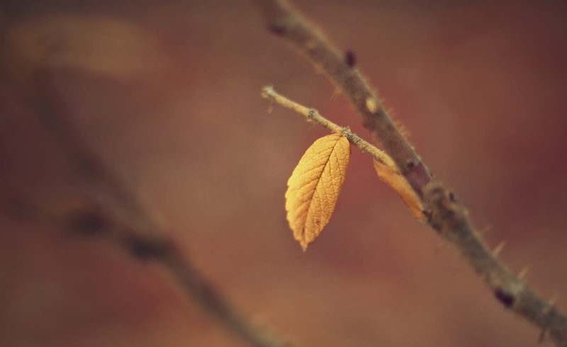 Composition, Alone, Branch, Quebec, Flora, 720P, Focus, Nature, tree, autumn, photography, Plant, Traces, Orange, withered, Autumn  Fall, DSRL, backgrounds