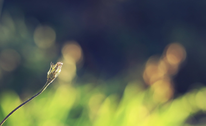 Life, dof, photo, Nature, DSRL, Have You Ever, Yellow  Blue, Sunset, Depth of field, Diagonal, 720P, Park, Green  Yellow, Bokeh, Dusk, green leaf, outdoors