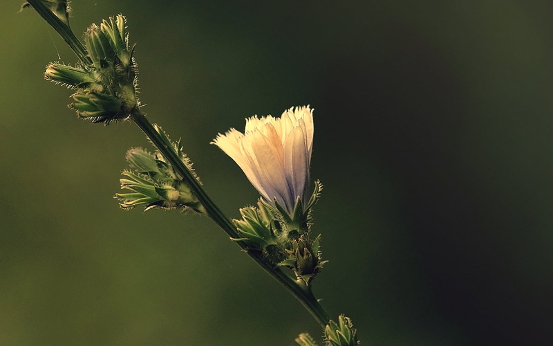 white, Rebel, Rule of Thirds, Green, Sunset, Montreal, Abolition, petaled, 720P, DSRL, summer, Dusk, Life, leaf, 700d, Composition, Backlit, Diagonal