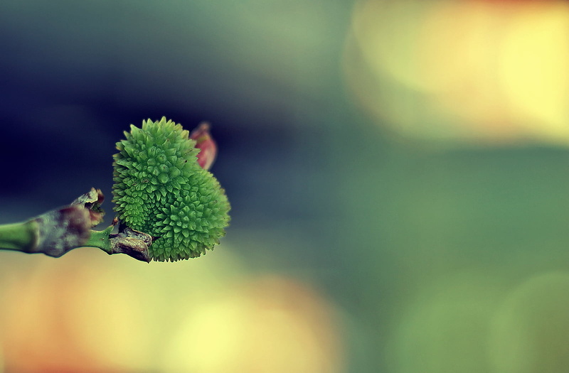 Plant, Summer, 700d, Life, Bokeh, Focus, Minimal, DSRL, Nature, Canon  eos, Light, Flower, Macro, 720P, Heartbeat, Rebel, close-up, Depth of field, untitled
