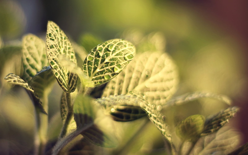 close-up, Montreal, Rebel, summer, Drops, Jungle, green Color, plant, Flora, close, Plant  Leaves, 720P, Canon  eos, 700d, Macro, green, freshness, DSRL