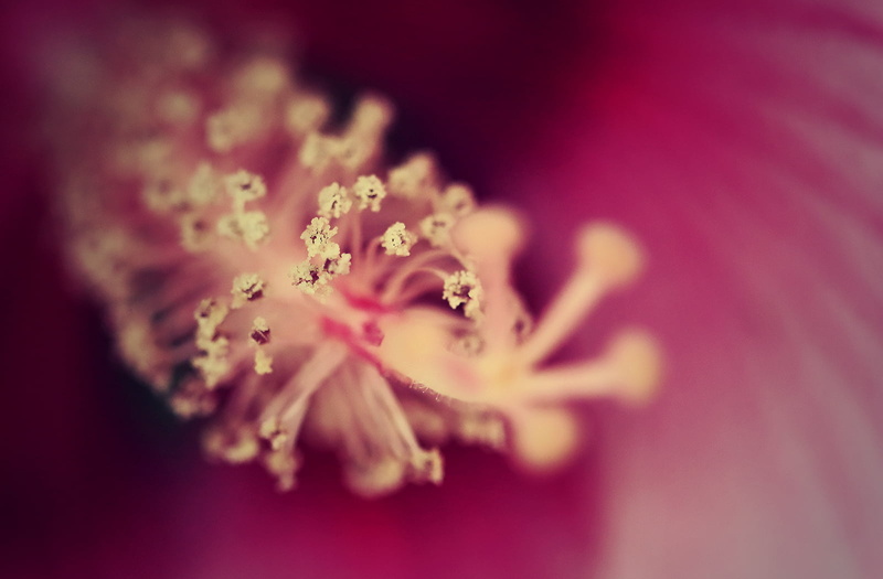 Plant, Nature, Stigma, close-up, pink, Purple, Abyss, flower Head, Rebel, Flower, Focus, petaled, 720P, petal, Montreal, Details, dof, Colors, Depth of field