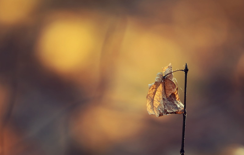 selective, Life, Plant, Autumn  Leaf, DSRL, Shadows, Montreal, Yellow, Monochrome, Sepia, Composition, last one, Light, Orange, Sunset, close-up, dry, dof