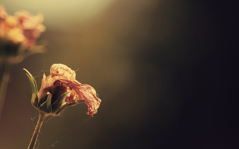 photography, depth, Depth of field, close-up, dried, Montreal, dof, 700d, Detail, 720P, Plant, brown, Life, Old, field, Flower, Focus, Rebel, Summer, DSRL