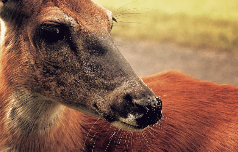 700d, DSRL, Animal, Gaze, Wildlife  Park, Canon  eos, Texture, mammal, photography, deer, orange, Confidence, 720P, Nature, dof, Light, Montreal, brown deer