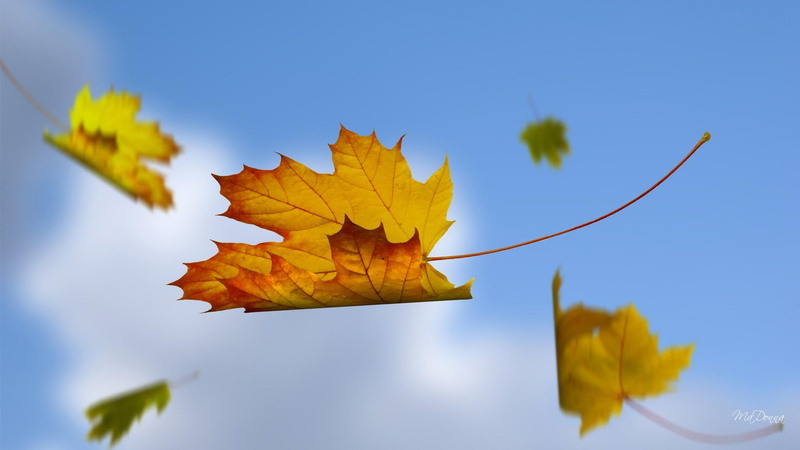 leaves, fall, maple, artistic, autumn, blue, breeze, falling, sunshine, wind, chill, blowing, 1080P, sky