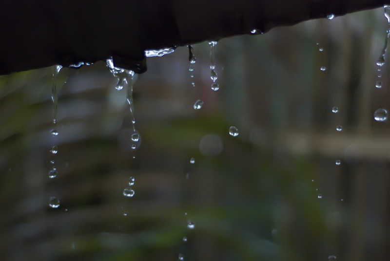 rain drop, no people, outdoors, close-up, drop, high-speed photography, motion, water, freshness, selective focus, 4K, dark, purity, rainfall, beauty in nature